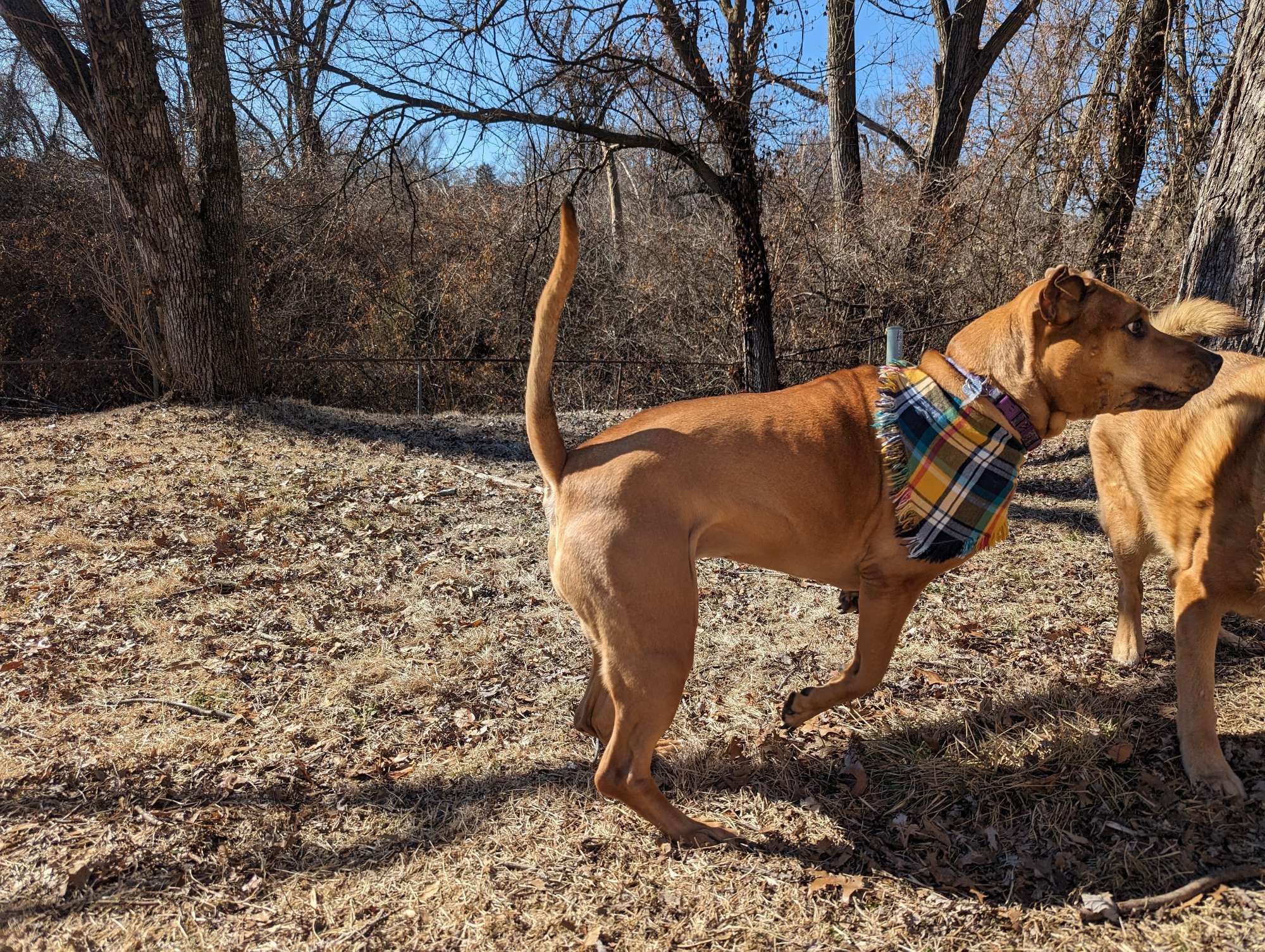 Two brown dogs playing in a wooded backyard.