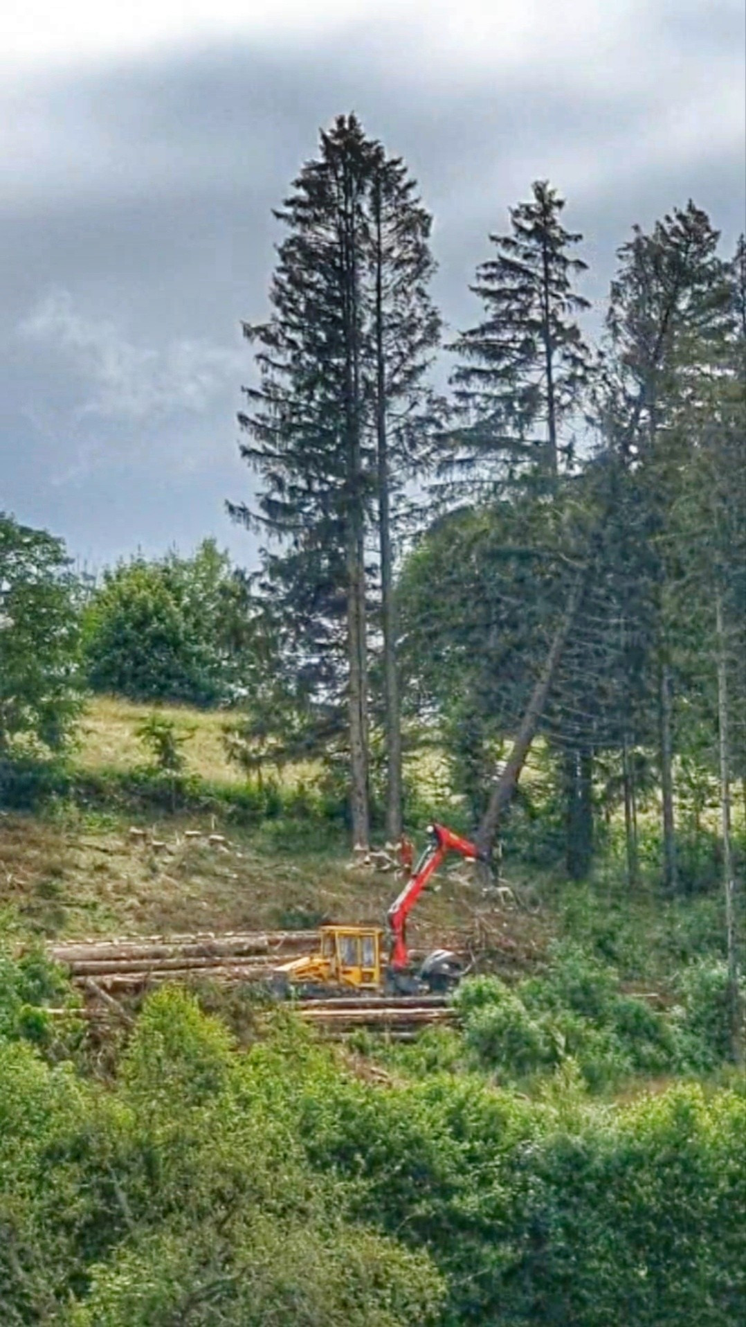 Vollernter und zwei Forstarbeiter entfernen Käferholz