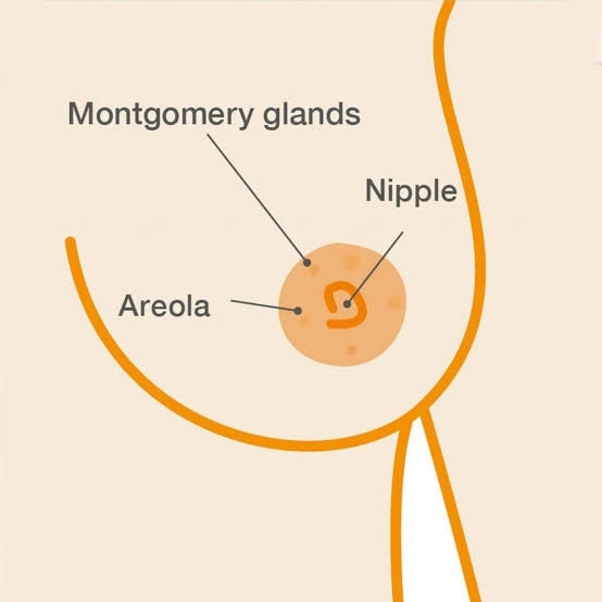 Diagram of a breast, labelled with Areola, Montgomery glands, and Nipple.