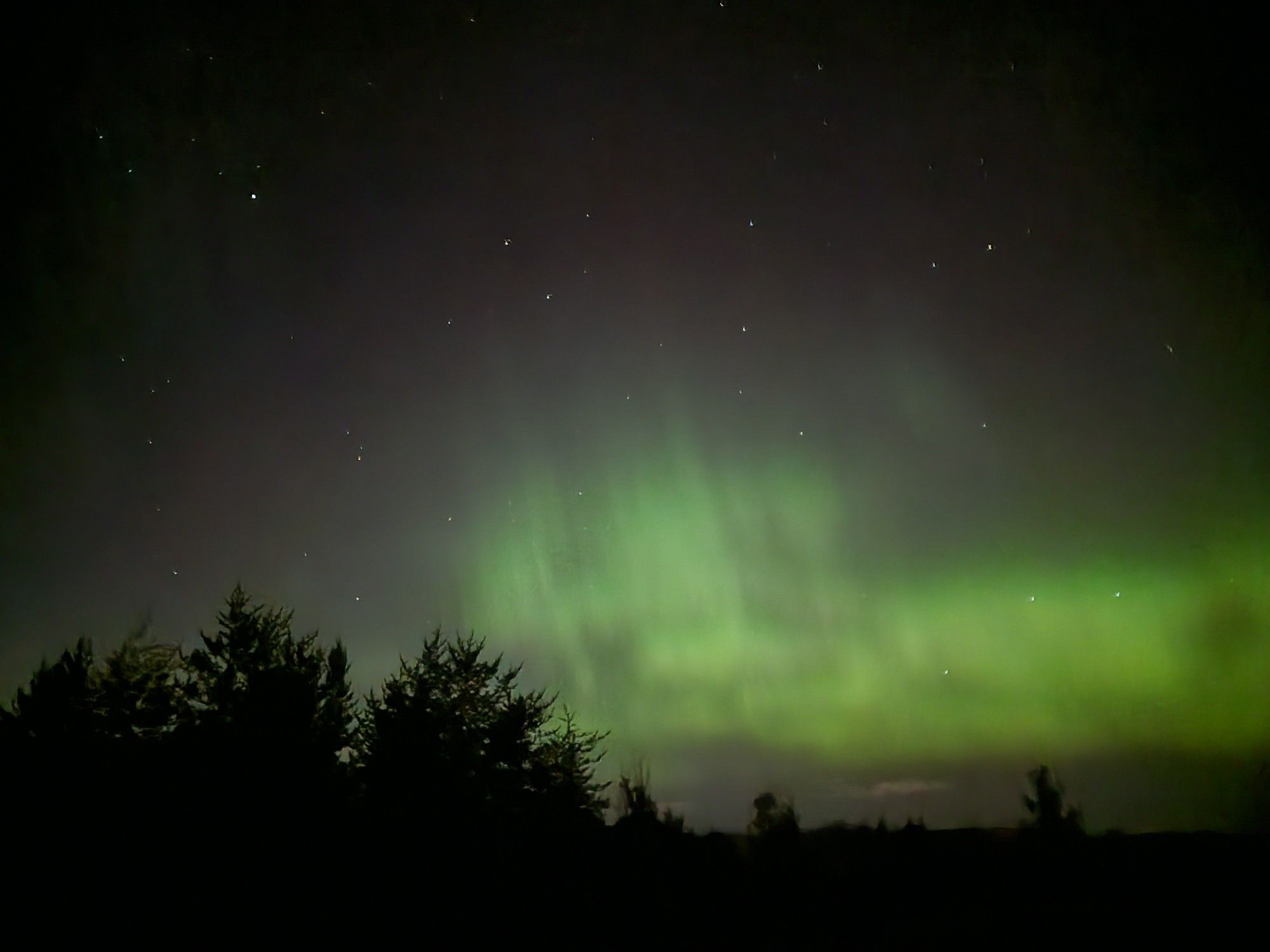 Green northern lights in the night starry sky. The silhouettes of coniferous trees along the horizon.