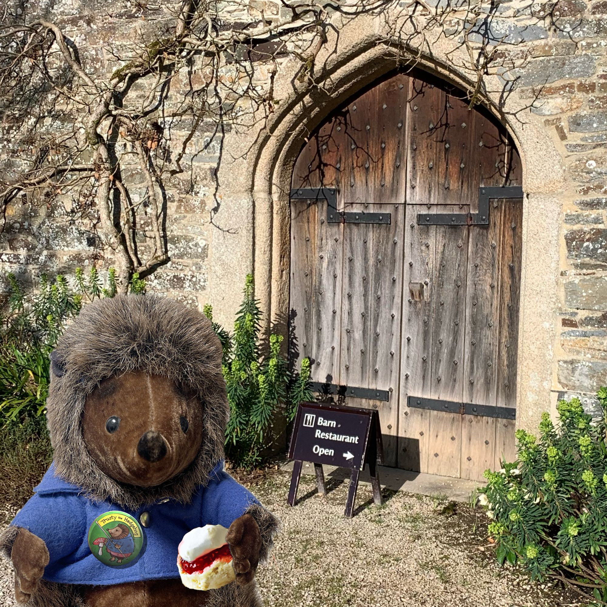 Plushy hedgehog in a blue jacket holding a jam and cream scone outside the wooden door with a pointed arch in the stone granary barn at Cotehele. Sign says ‘Barn restaurant open’