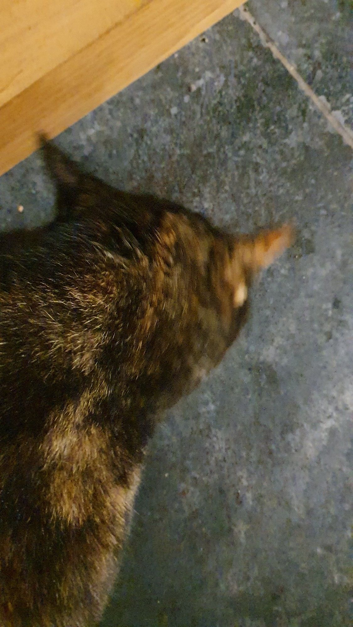 A tortoiseshell cat with her head down and turned from the camera. The fur on the back of her head is spiked with wet