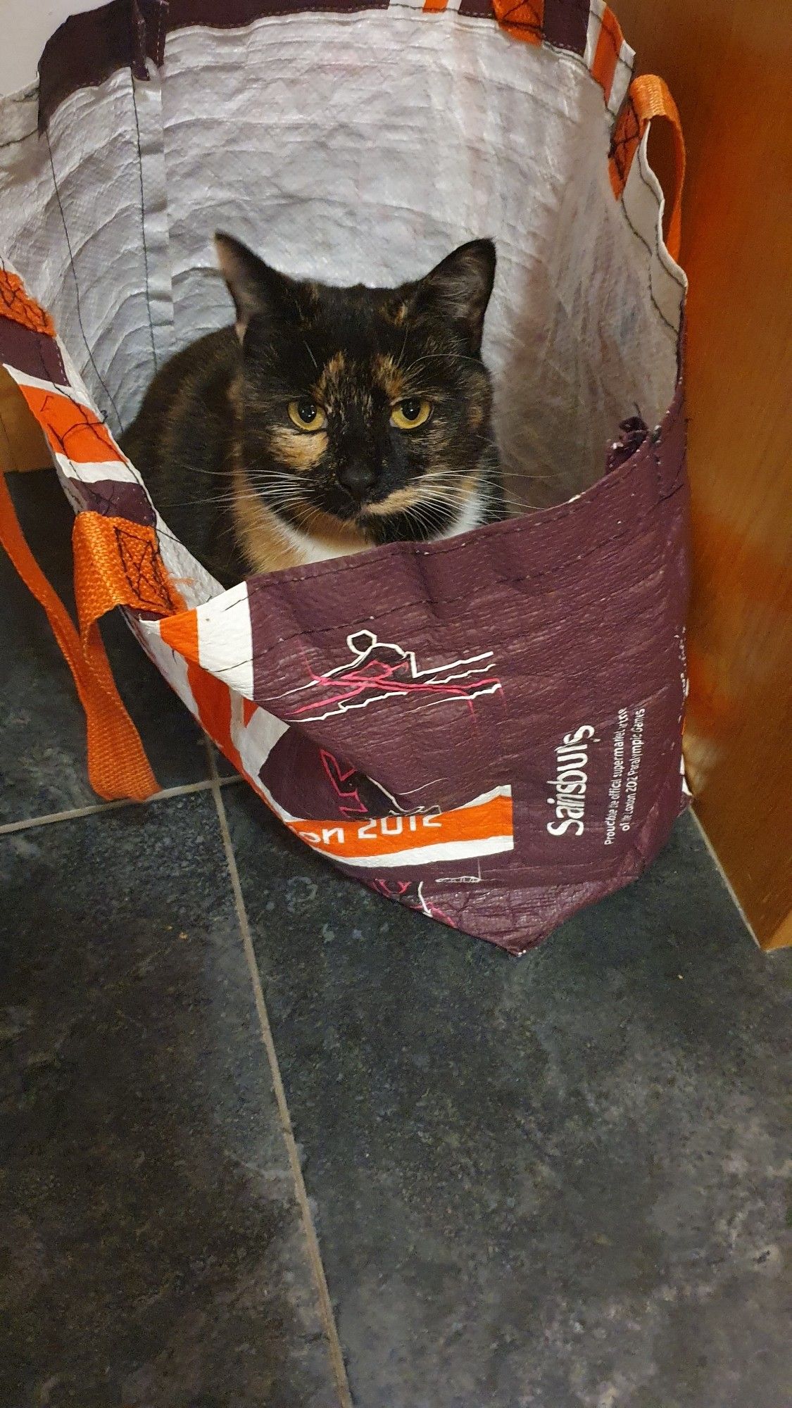 A tortoiseshell cat sitting inside a reusable shopping bag