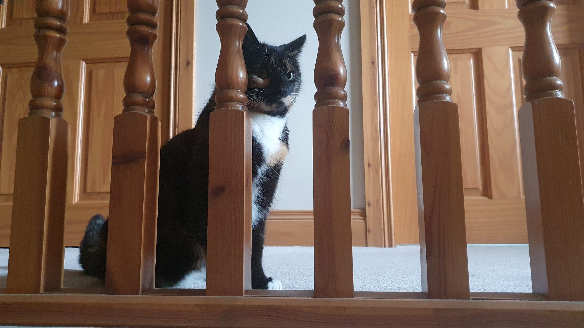 A tortoiseshell cat looking through wooden banisters. Her ears are held alertly.