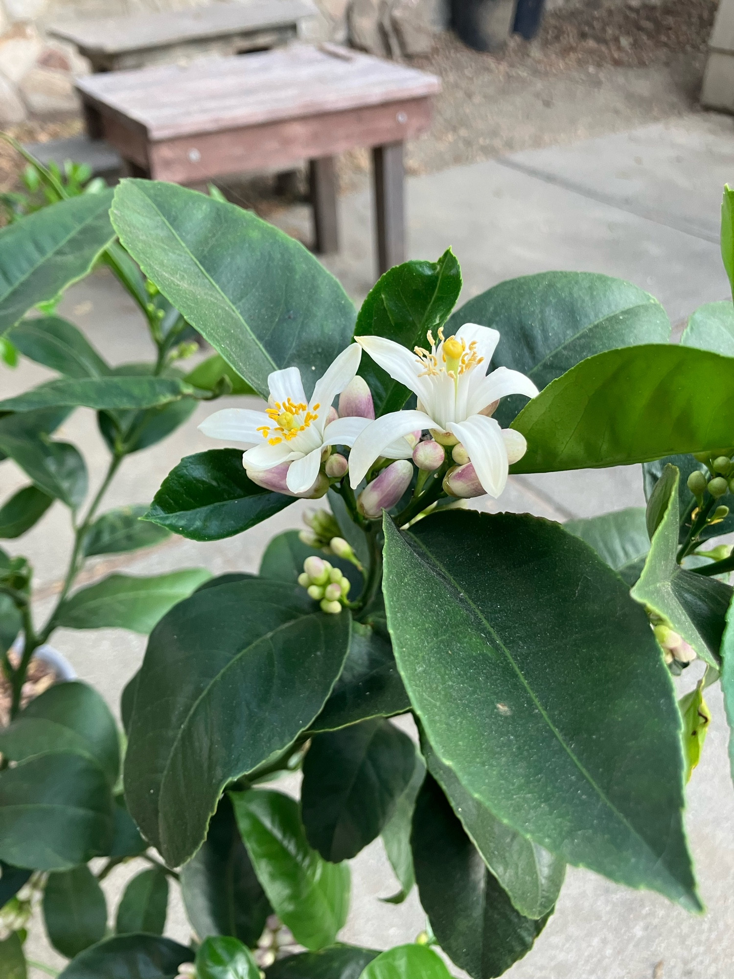 A cluster of pinkish white buds and white open blossoms on a small lemon tree with dark green leaves.