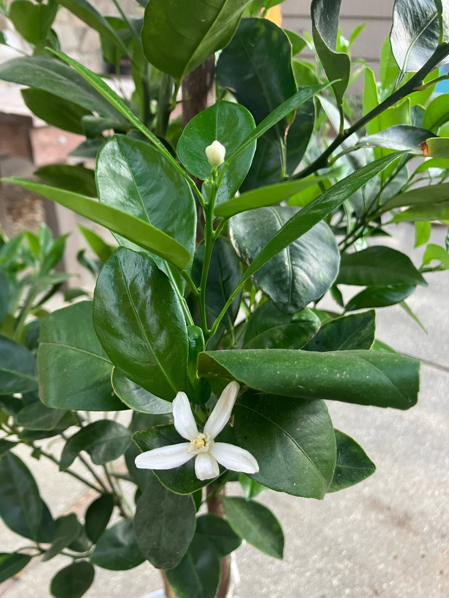 A single star shaped open white calamansi blossom nestled in green leaves.