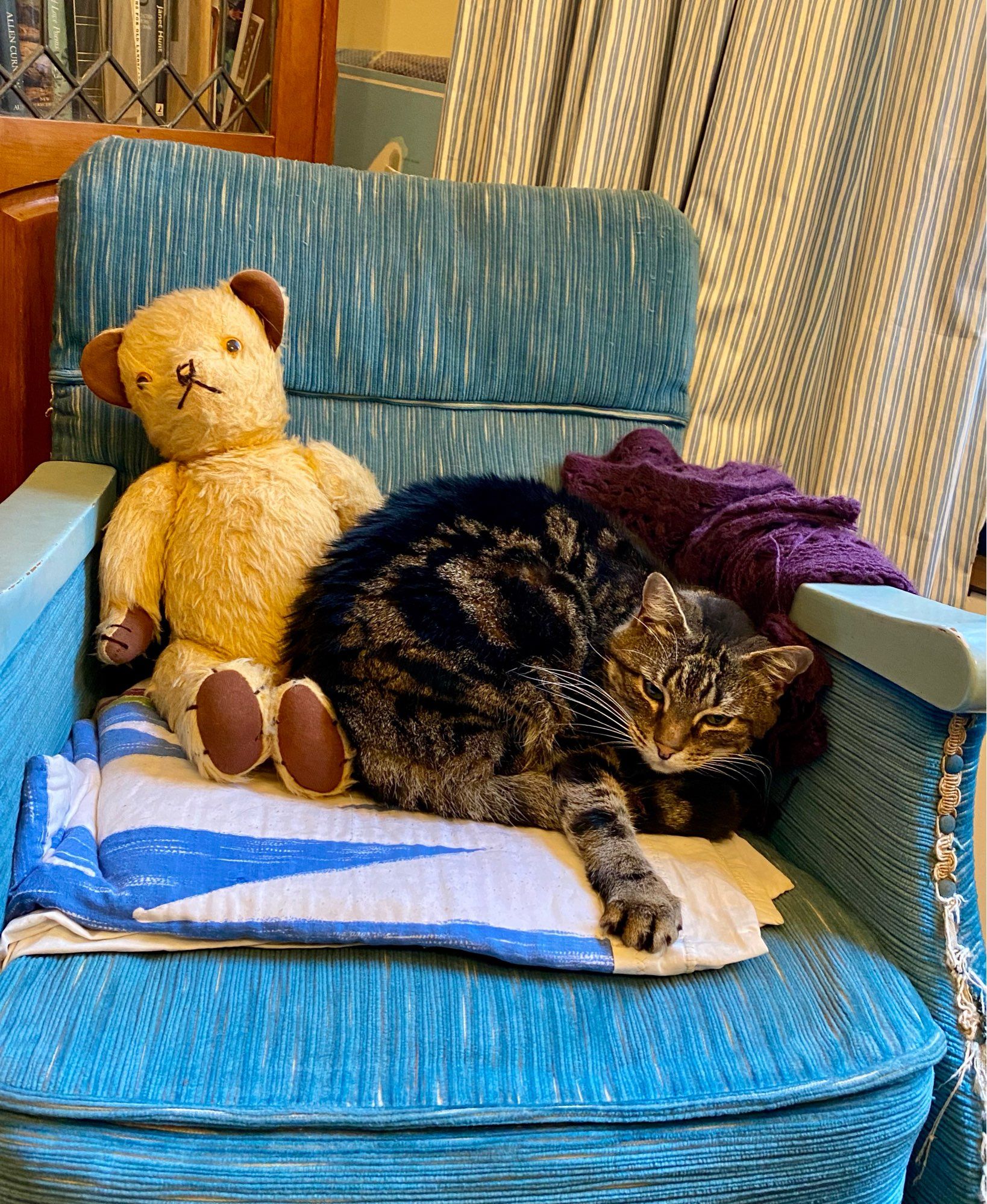 Blue armchair with teddy bear and tabby cat on it.