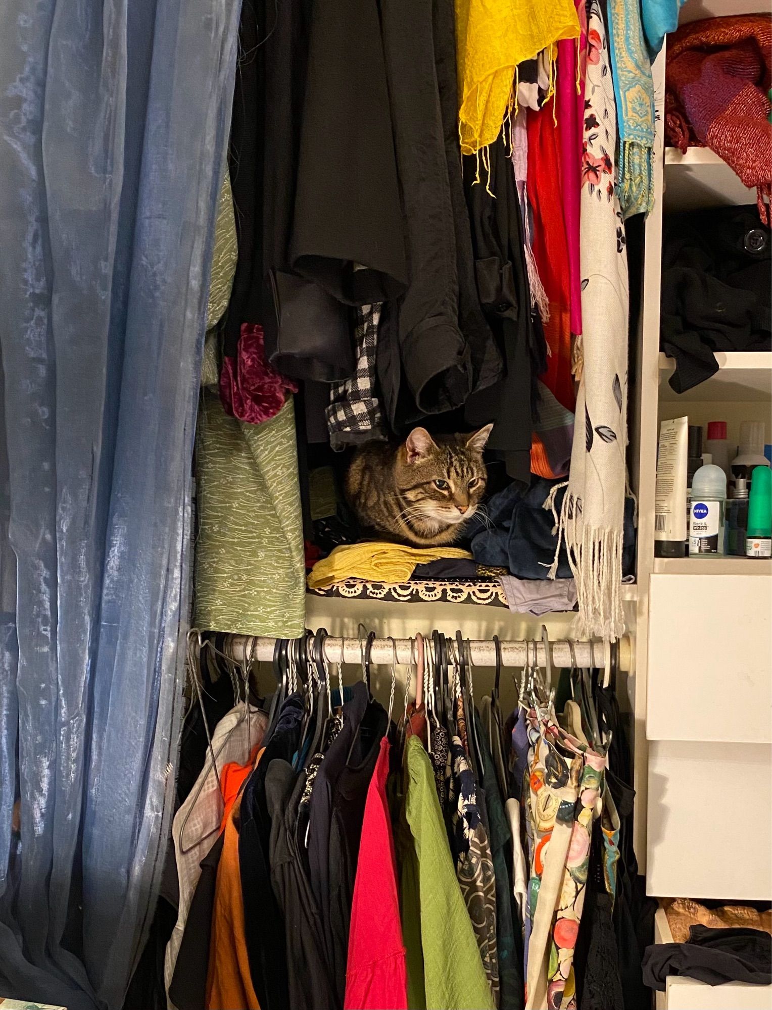 Tabby cat sitting inside a wardrobe surrounded by clothes