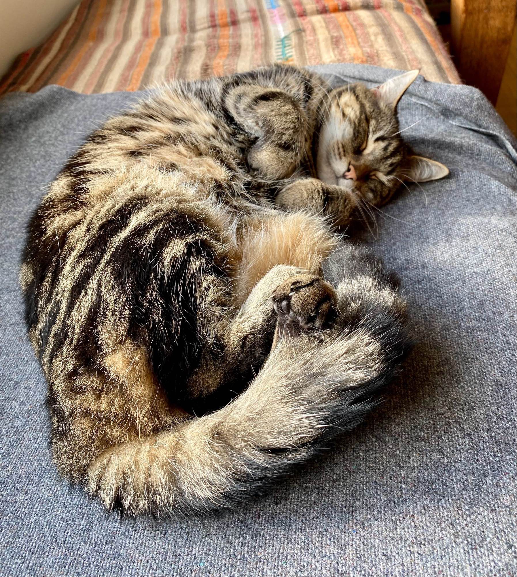 Tabby cat asleep on grey blanket with front paws tucked in.