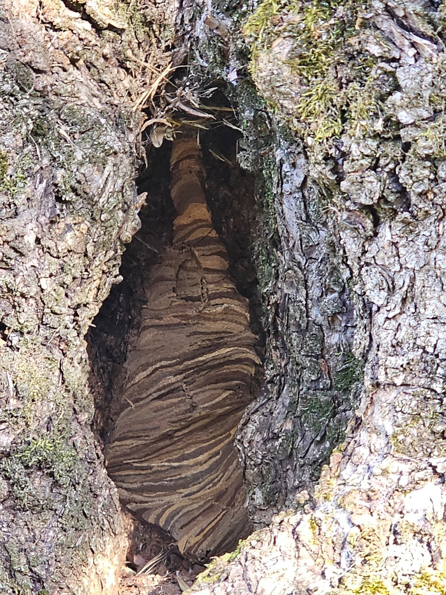 Riesiges Hornissennest in einem Olivenbaum-Stamm