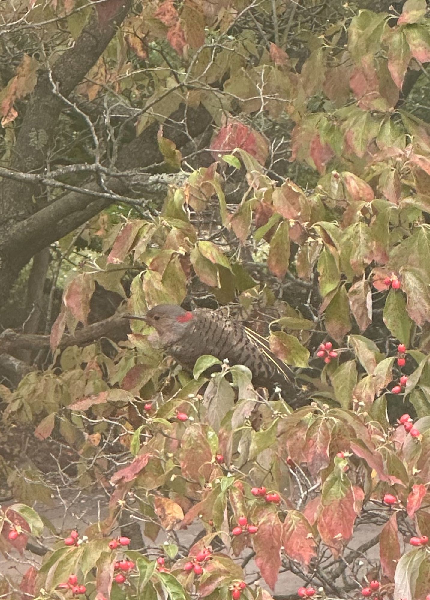 A woodpecker, well camouflaged in a fruiting dogwood