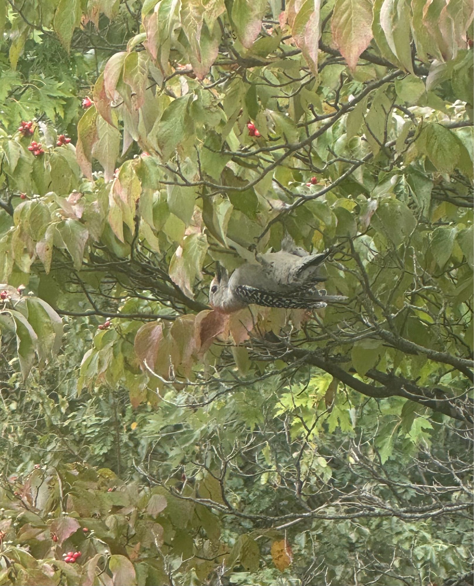 A different woodpecker in the same dogwood tree, hanging upside down