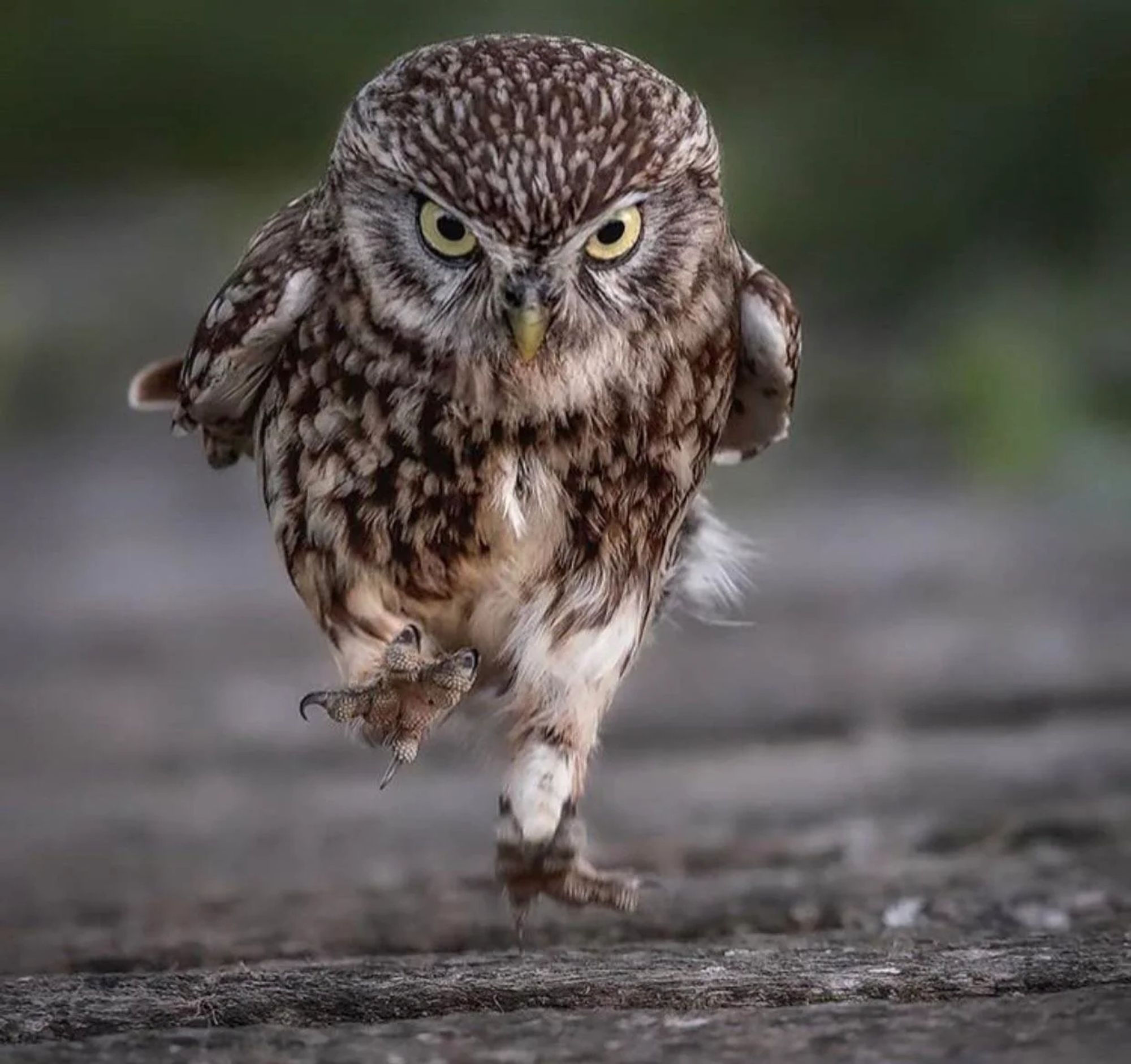 Owl walking toward you.