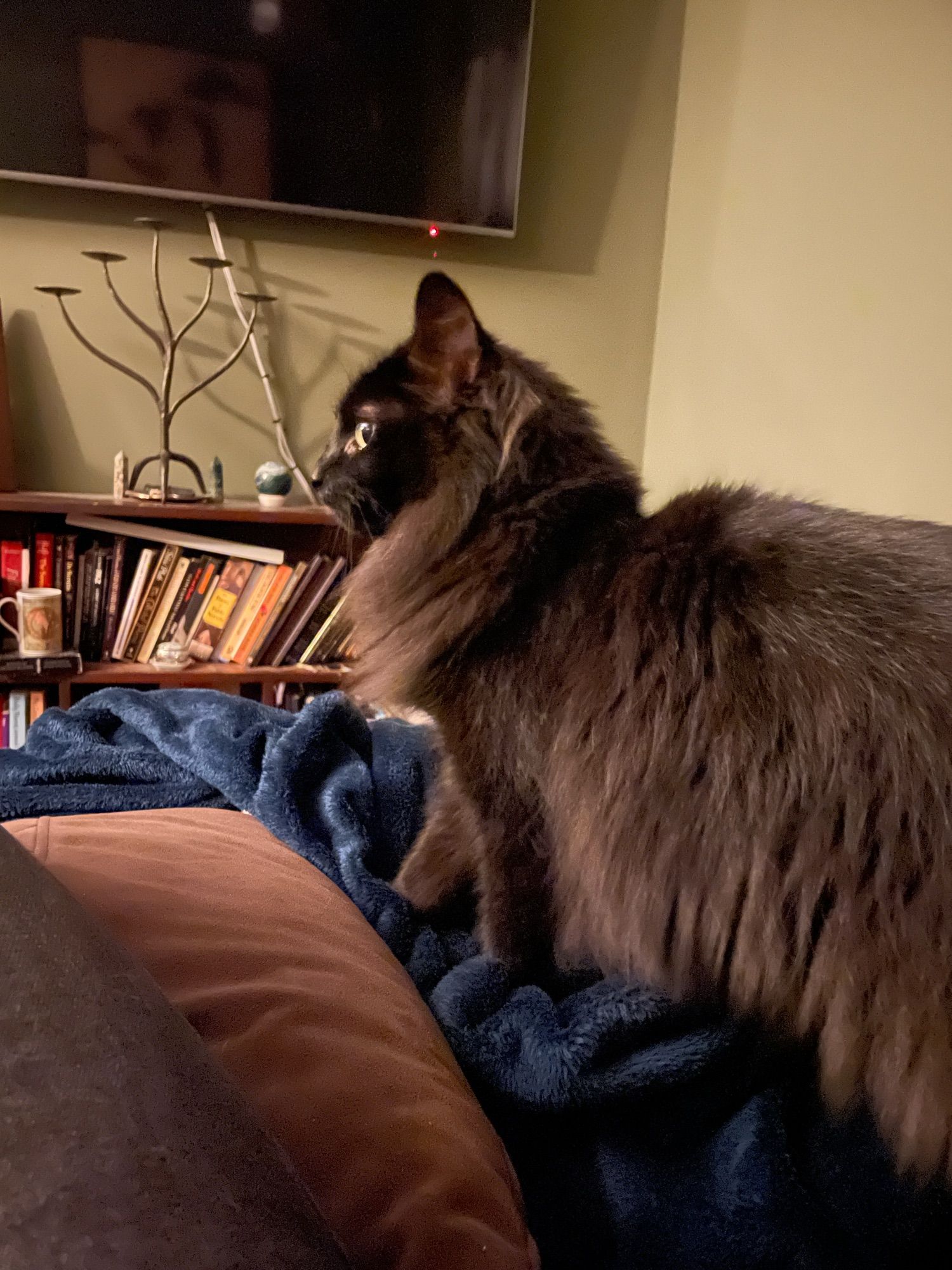 A little black cat with luxurious fur kneads a midnight blue blanket beside her favorite human. In the background is a low bookcase filled with volumes of poetry, including Sylvia Plath, Octavio Paz, Pablo Neruda, and Rilke. A sinuous wrought iron candelabra sits atop the bookcase.  