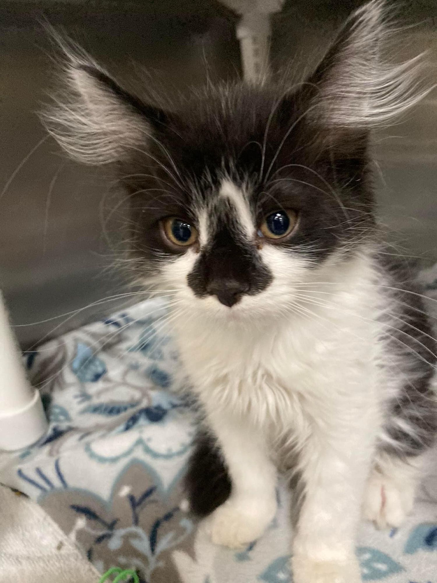 A black and white kitten with a distinctive black mark that covers his nose rather like a Hershey’s kiss. He has large ears with enormous tufts of white winging from them. The kitten is so cute as to appear unreal. For people of a certain age, he immediately invites comparisons to a Mogwai. 