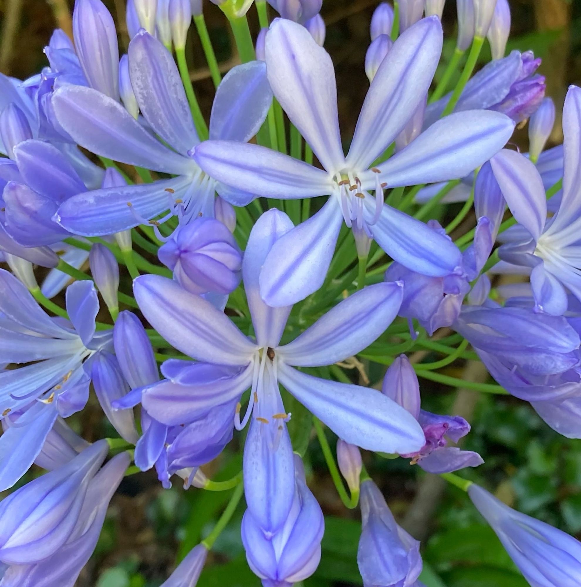 Hellblaue Blüte in Nahaufnahme.