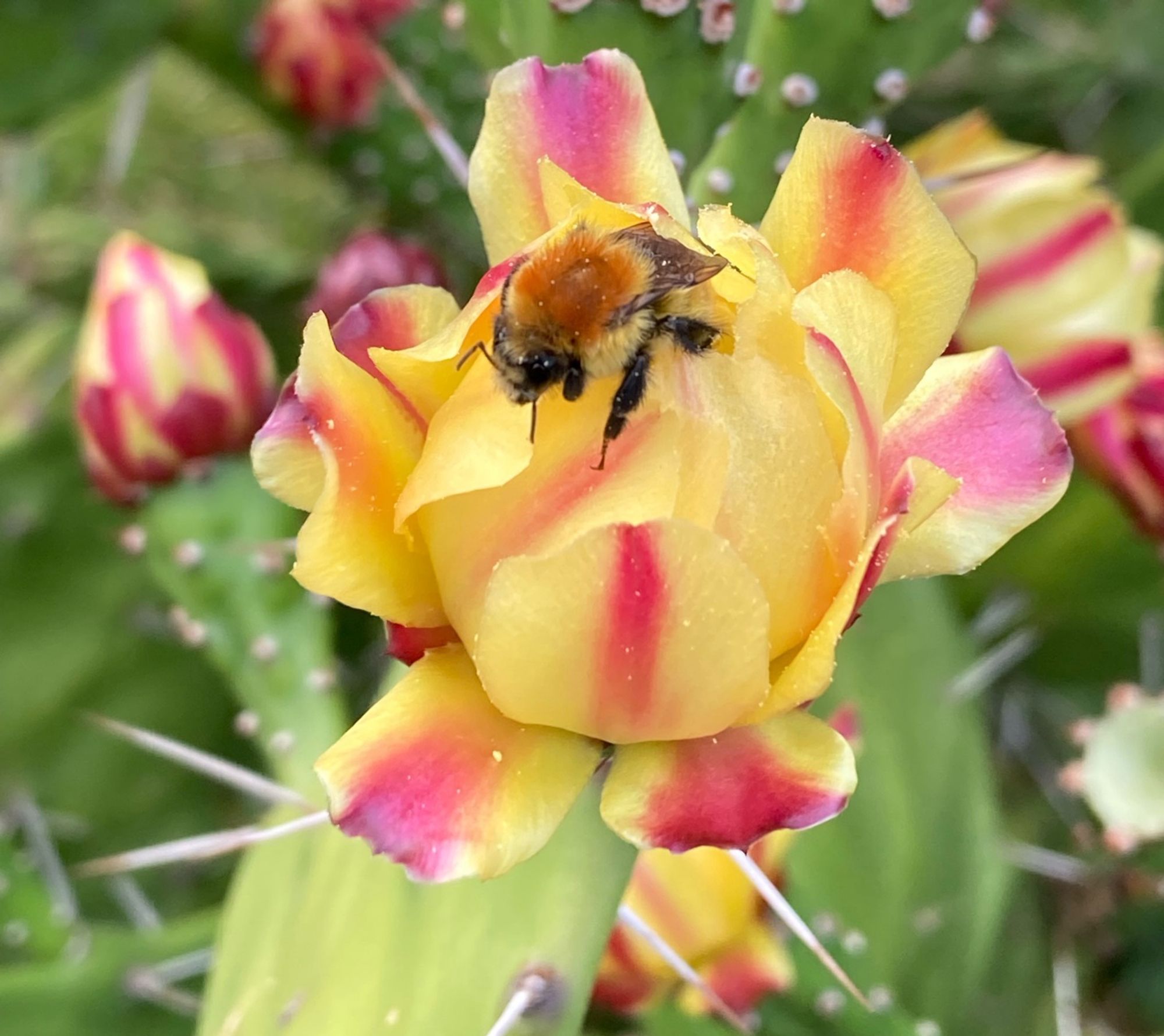 Eine Biene auf einer gelben Blüte Mit roten Streifen.