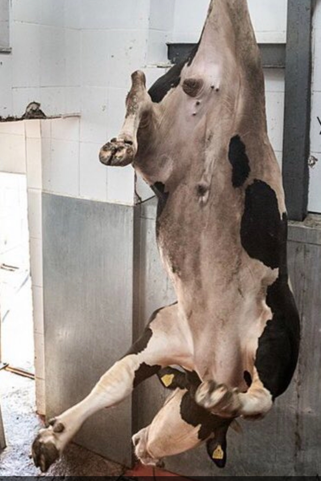 Photo of a dairy cow strung up by one hind leg in a slaughterhouse 