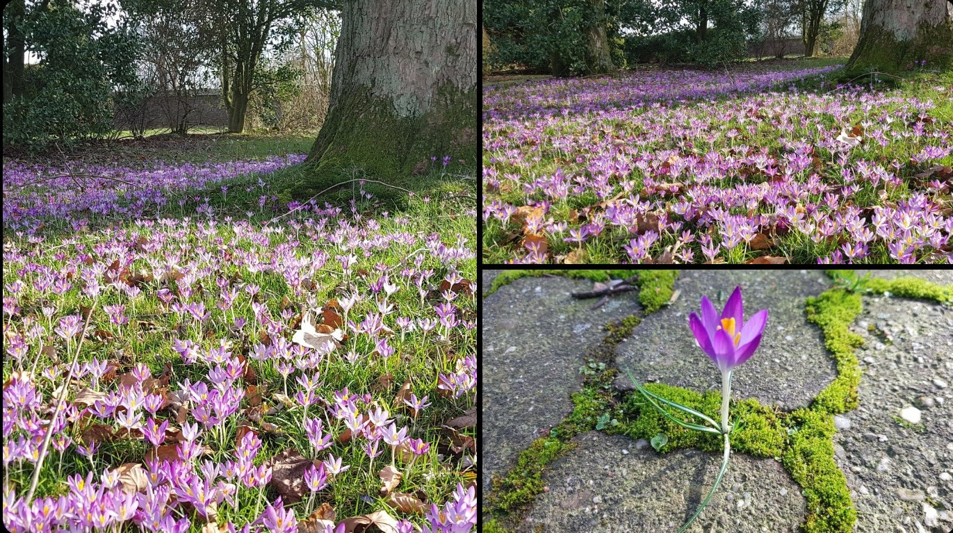 Ein Meer von Krokussen in Lilapink auf dem ehemaligen Friedhof