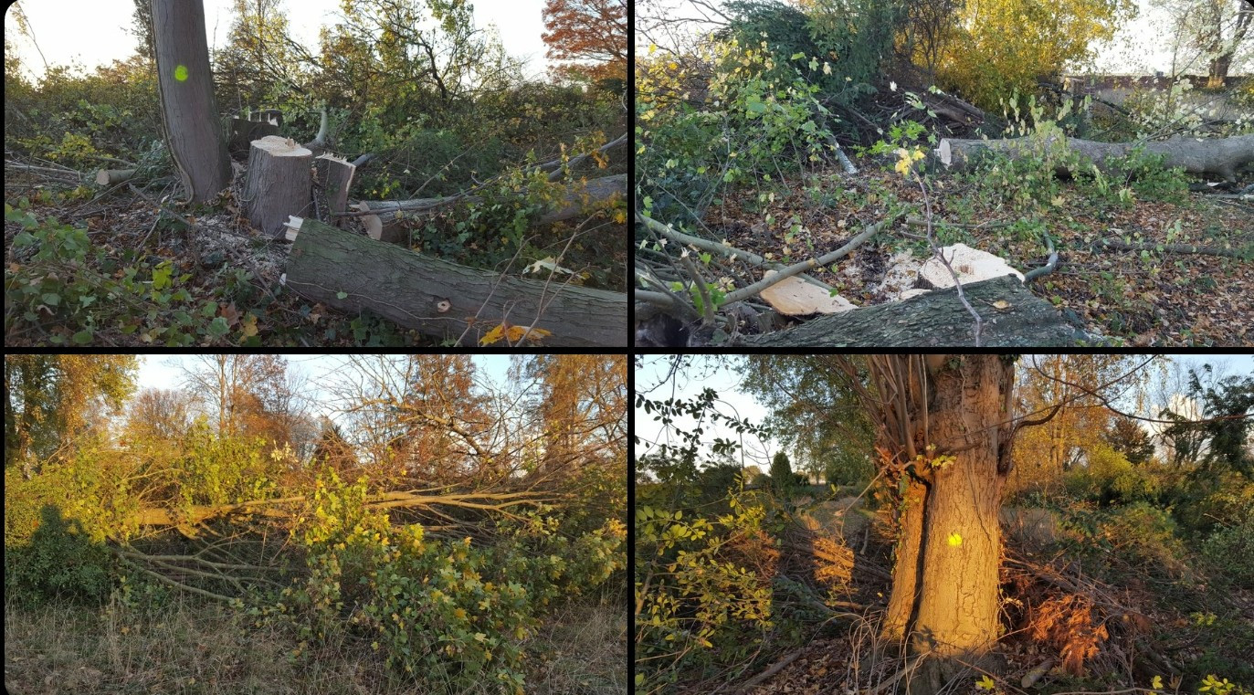 Gefällte und markierte Bäume auf dem ehemaligen Friedhof Immerath