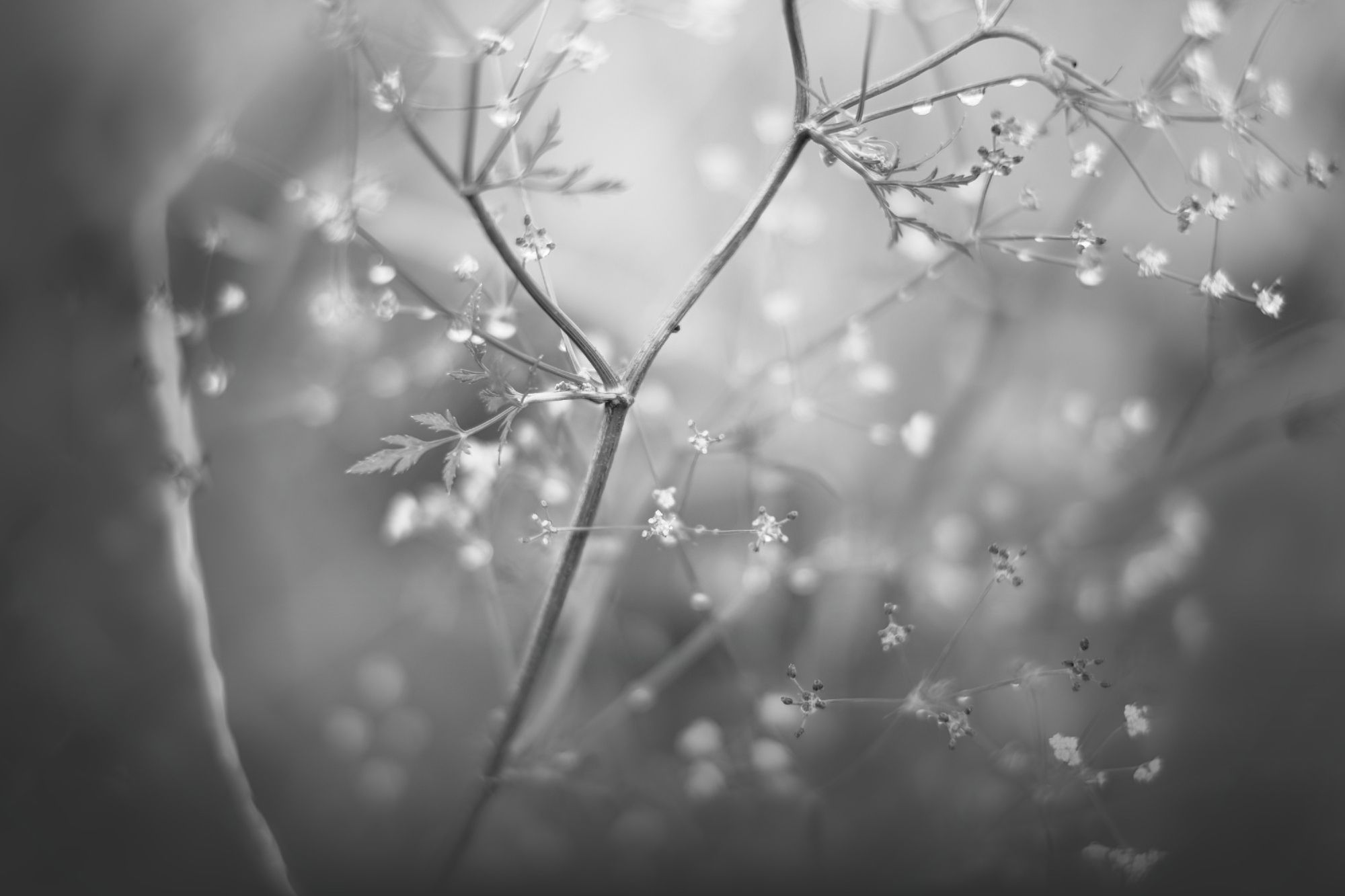 A black and white image of the small details in a hedgerow, capturing the morning dew. The background is blurry, and the foreground is in focus, showing the intricate details of a single branch. Nature in all it's glory!