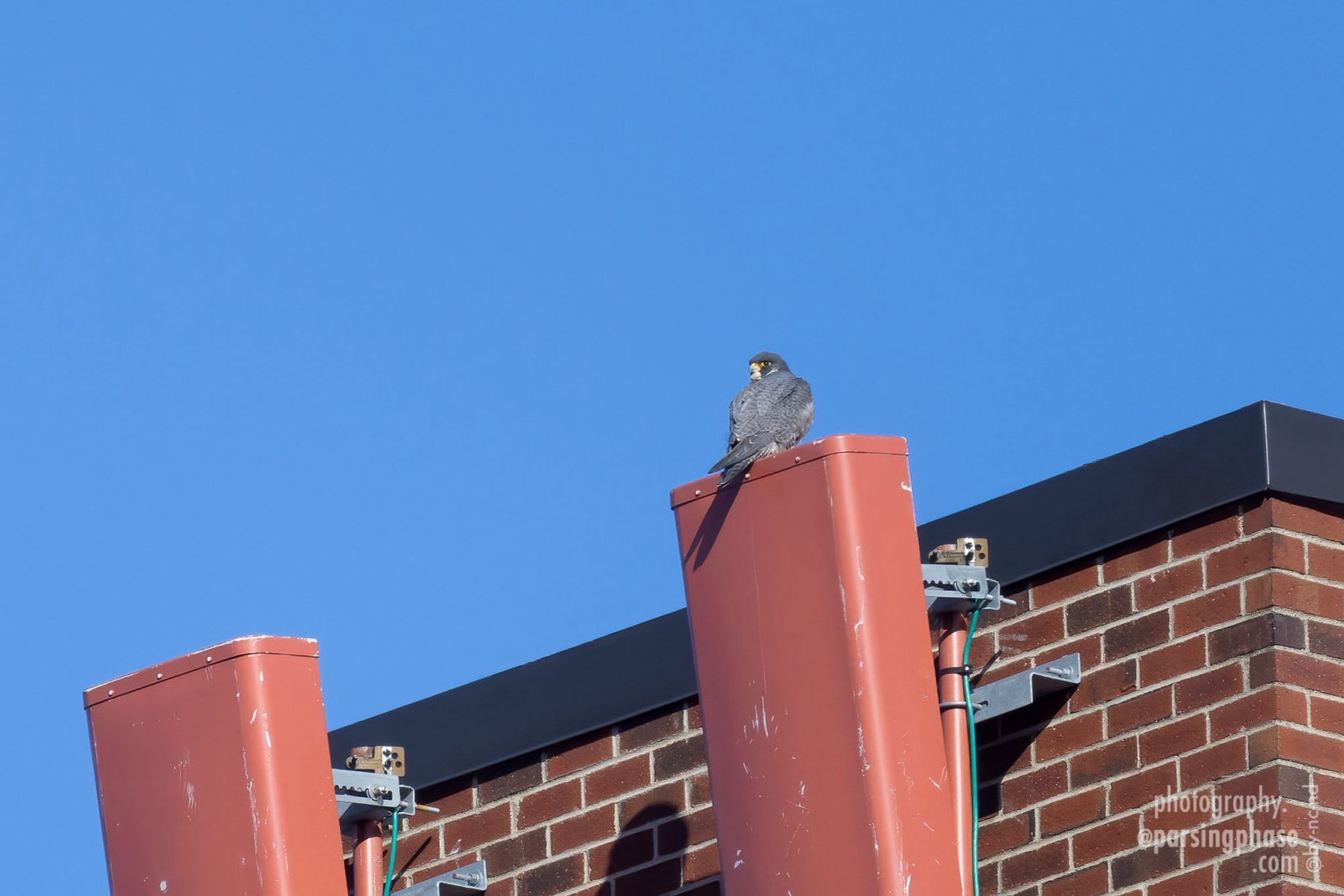 Seen from a distance, a blue-gray falcon perches on a cellphone antenna atop an apartment block.