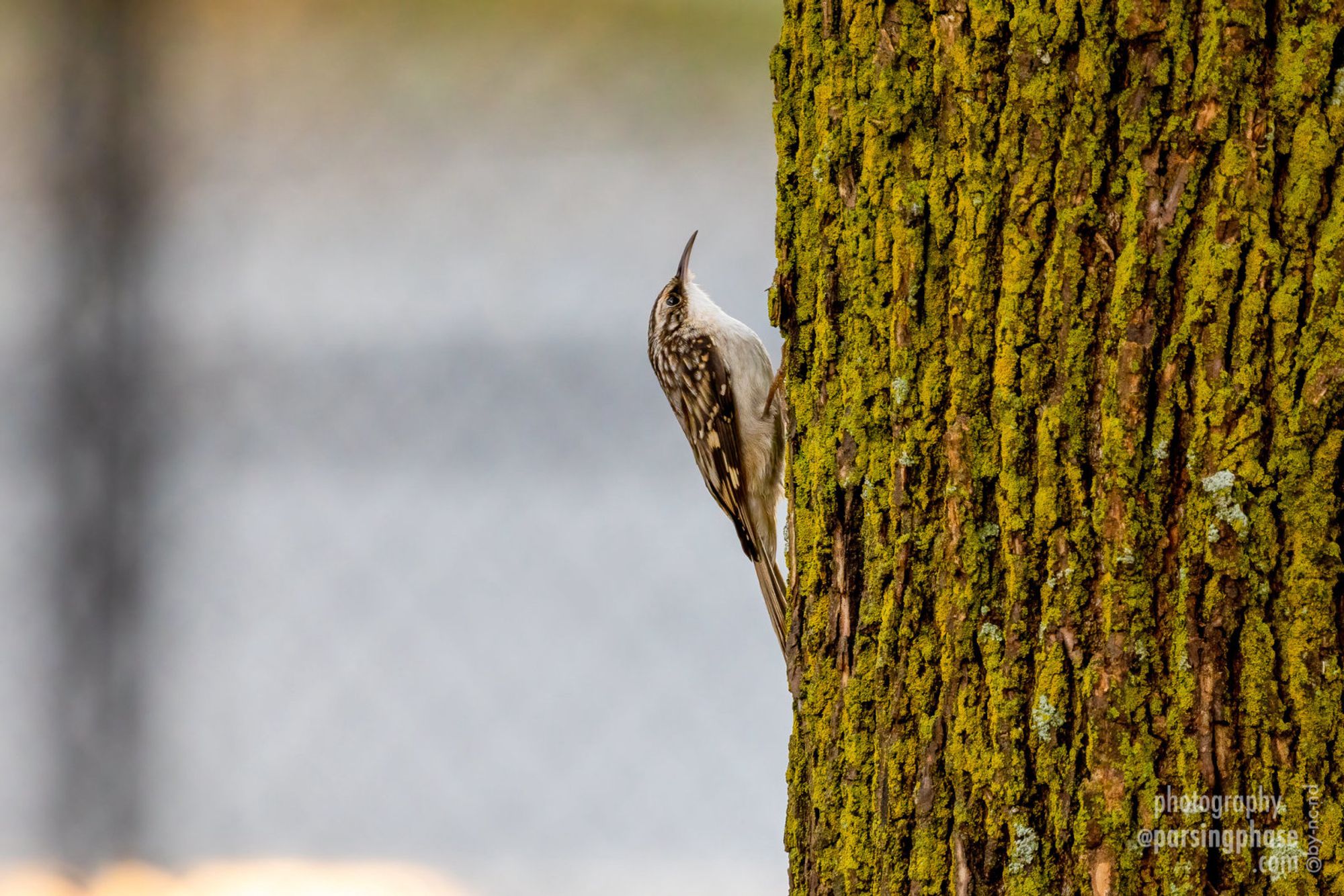 A determined songbird clings to the rough bark of a tree, staring straight up. Behind it, a highly defocused chain-link fence.