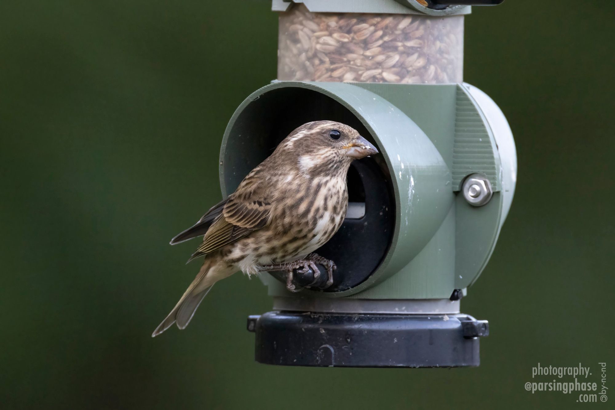 Side view of the same finch, perched on a seed feeder