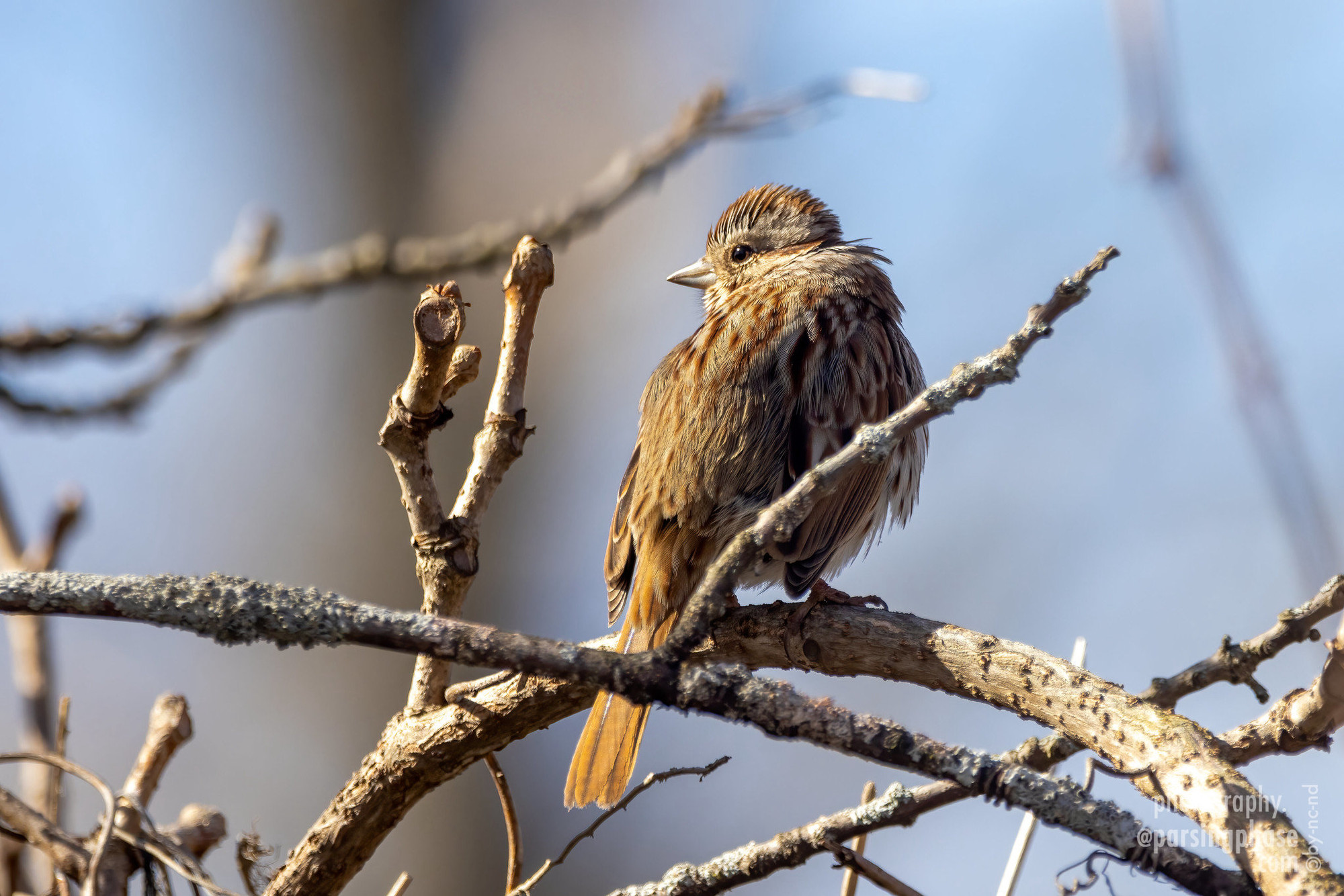 A fluffed-up sparrow stands in the sun among bare twigs.