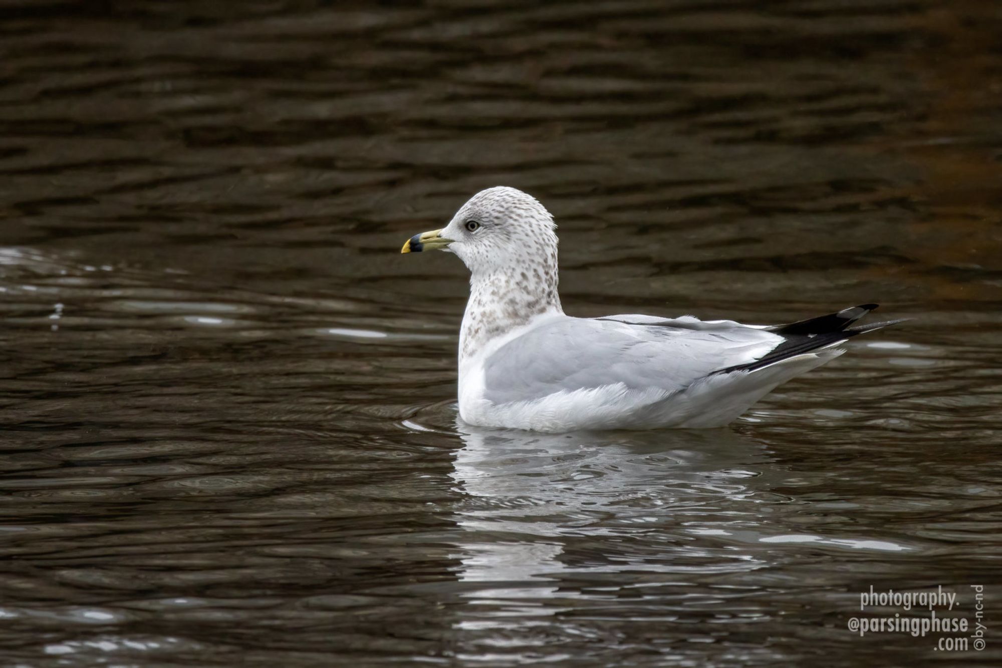 A young gull floats on a dark pond.