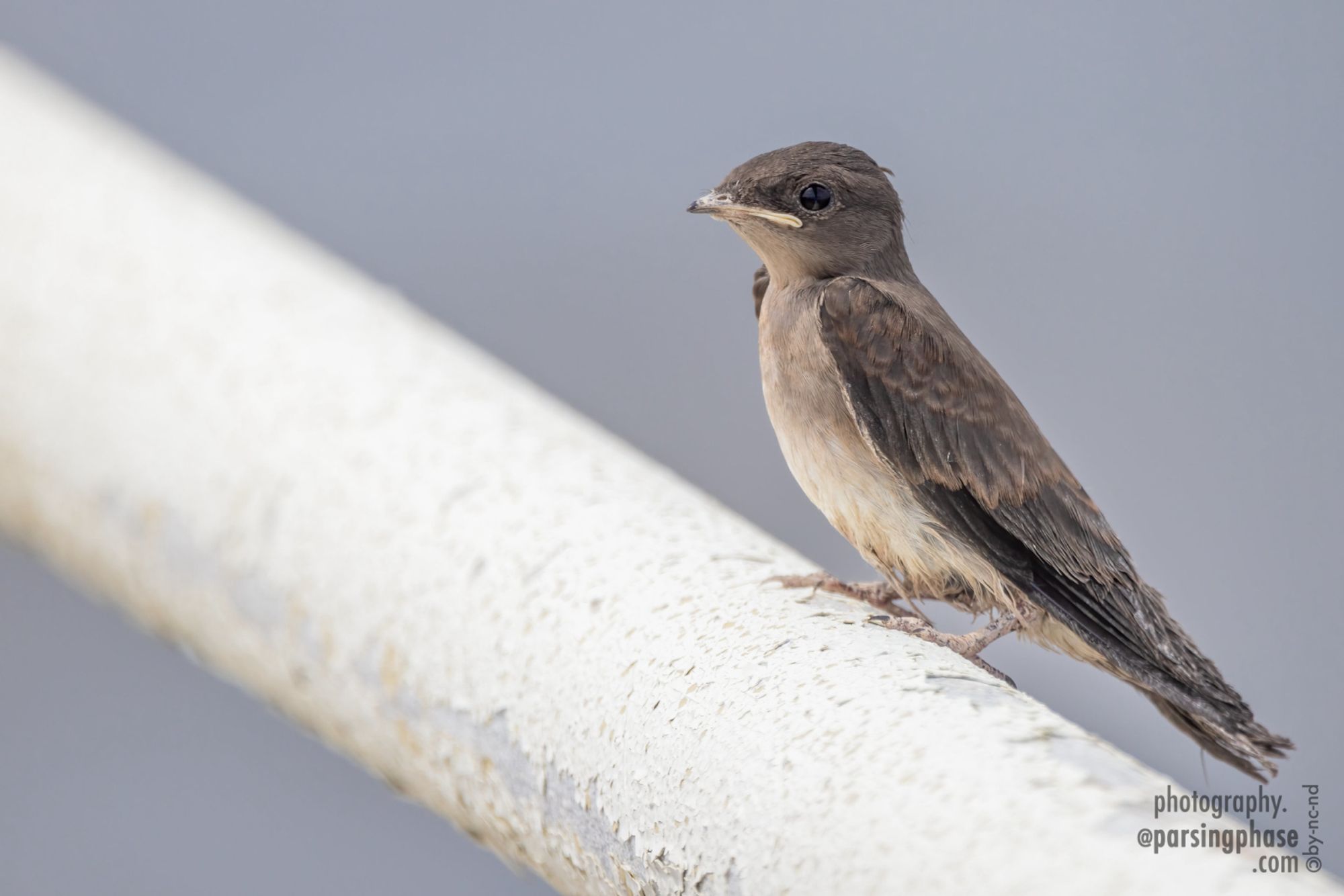 A disgruntled avian toddler, a small brown, white breasted fledgling perches on a roughly-painted metal railing.