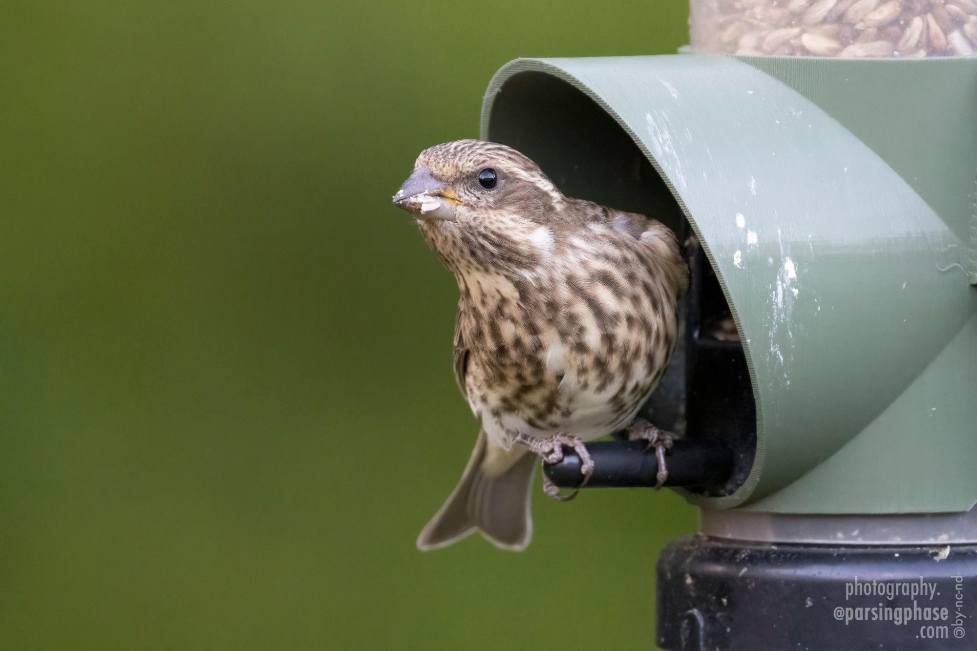 A curious but unworried little speckle-breasted finch with a strong brown face mask turns to look at the camera while feeding.