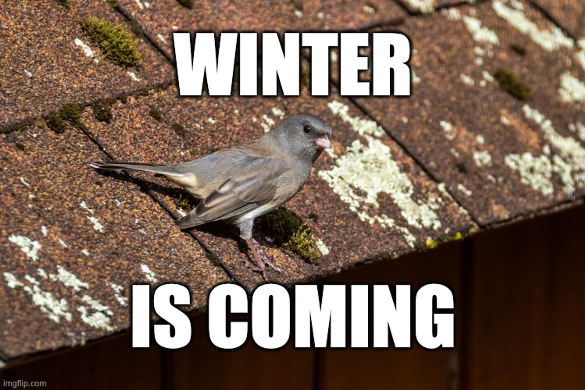 Image of a Junco on a shed roof, with the meme text "WINTER IS COMING"