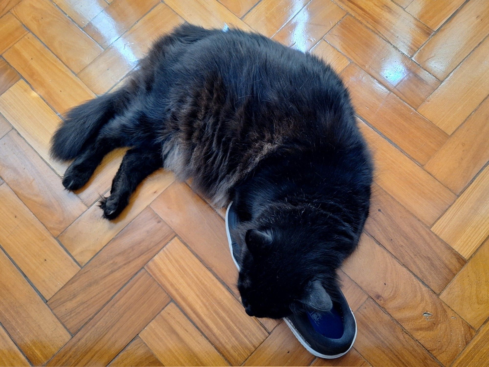 a foto mostra um gato preto deitado num chão de taco, com o rosto apoiado no pé esquerdo de um tênis preto.