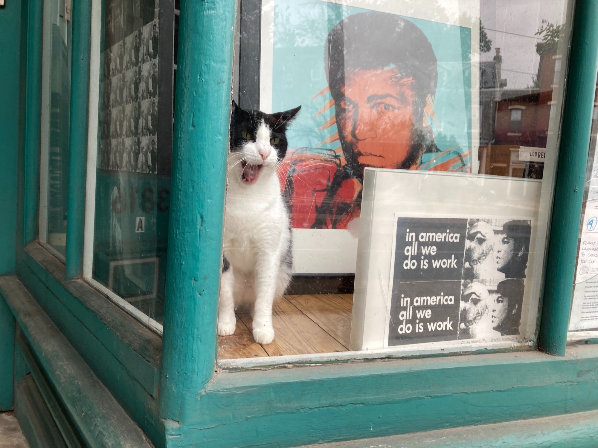 The same view, but the cat is sitting taller, and is caught in the middle of a big yawn.