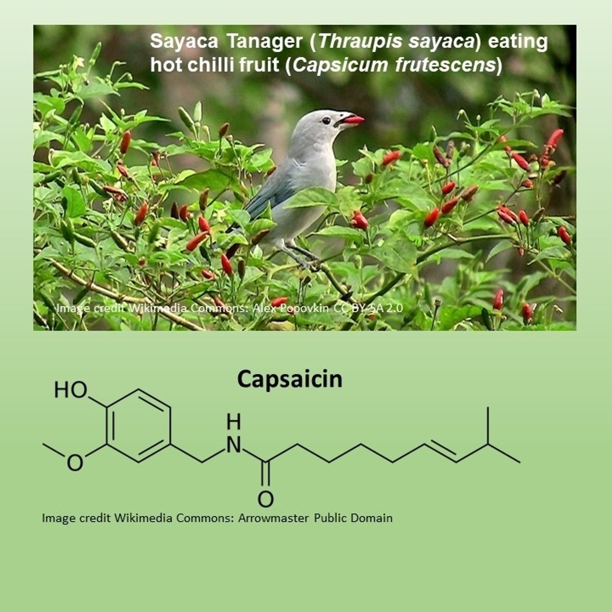 Structural diagram of capsaicin,  chemical in chilli peppers that humans perceive as hot and painful. Picture of a bird eating whole chilli peppers.