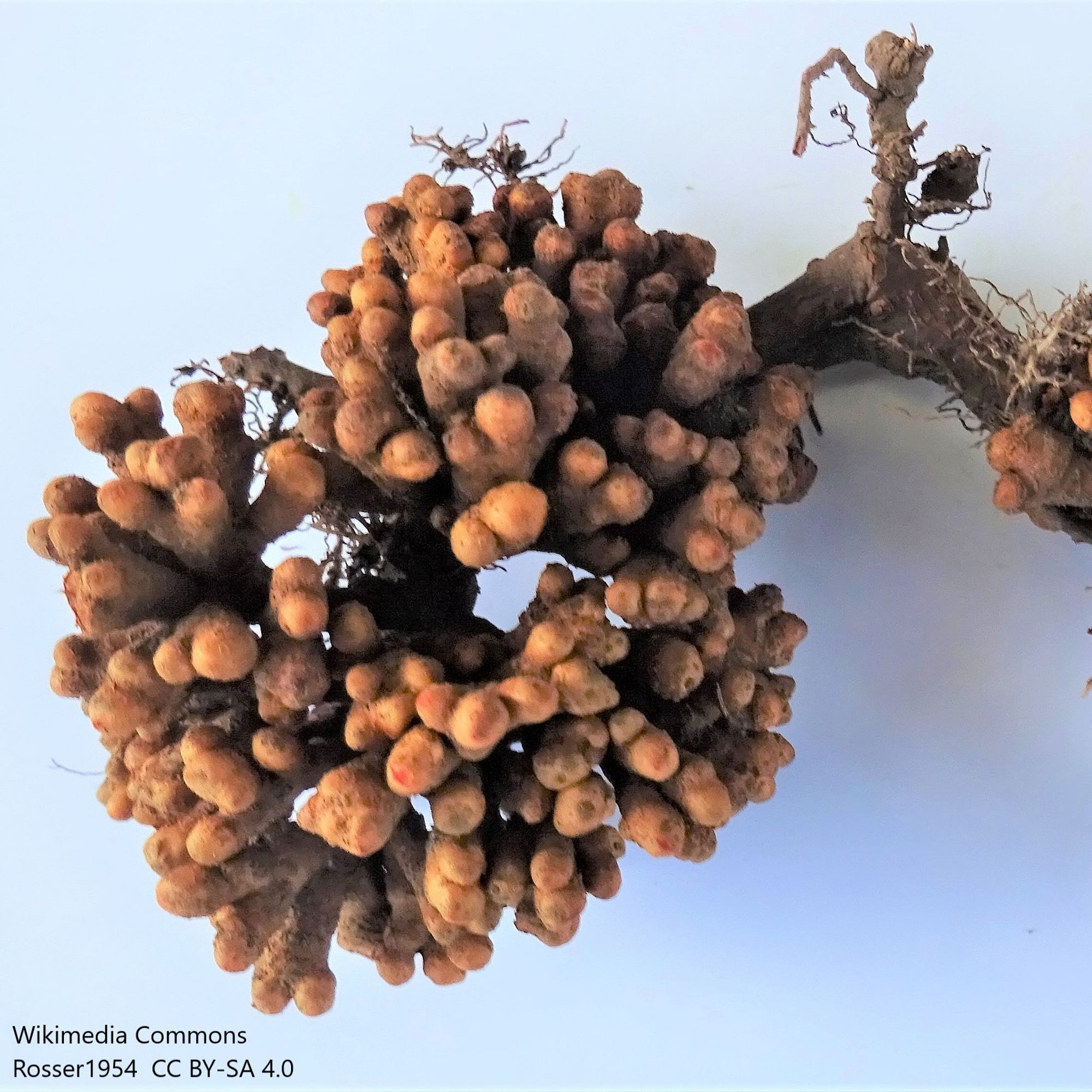 Close-up of nodules on alder tree. Formed as symbiosis with bacteria. Looks like clusters of short fingers.