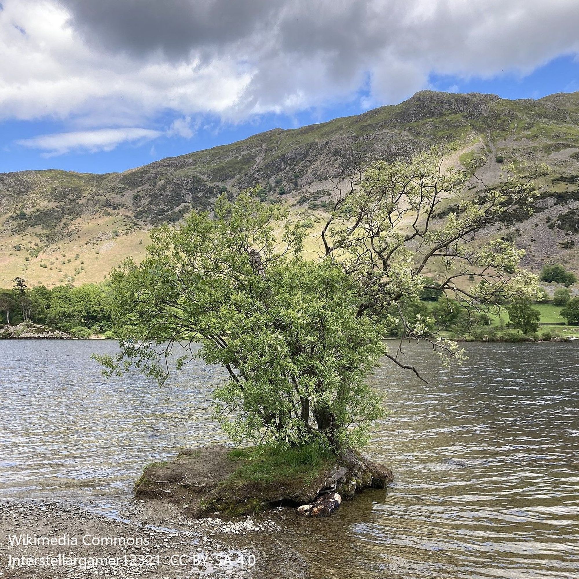 Small tree on micro-island at edge of large lake with steep mountainside behind. Sky blue with grey clouds.