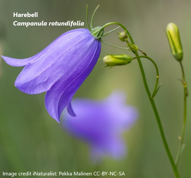 Close up of bright blue bell-shaped flower against out of focus background.  Taken in Finland.