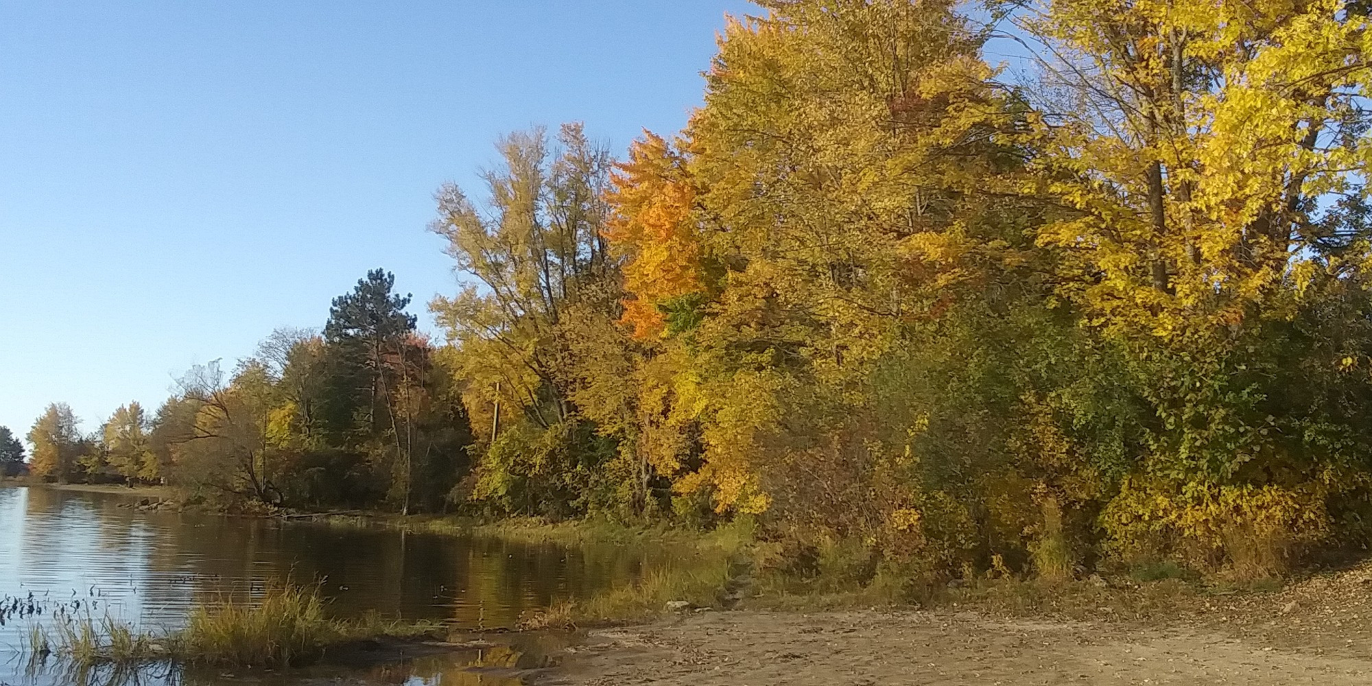 Arbres au feuillage d'automne jaune et rouge, plage et rivière. Parc provincial Fitzroy (octobre 2024)