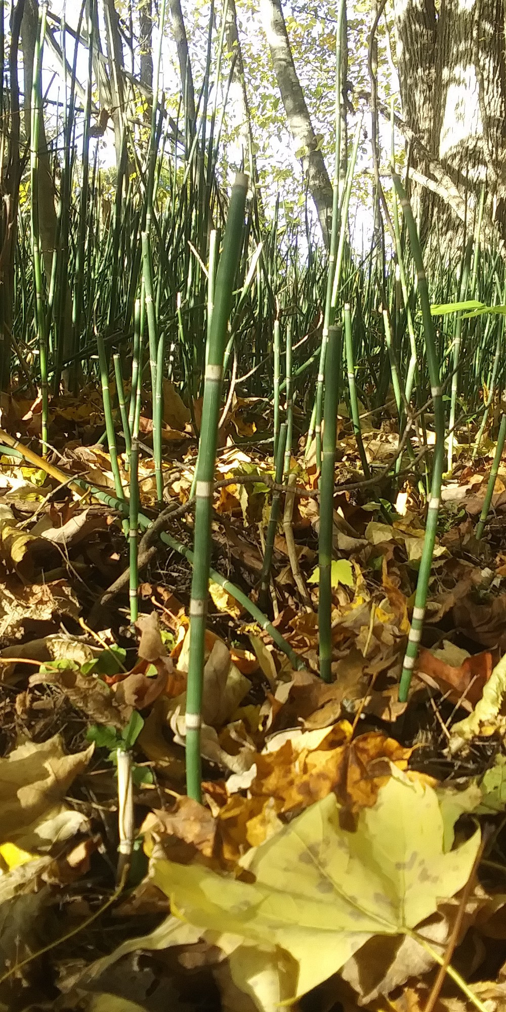 Gros plan sur des prêles d'hiver et feuilles mortes. Parc provincial Fitzroy (octobre 2024)