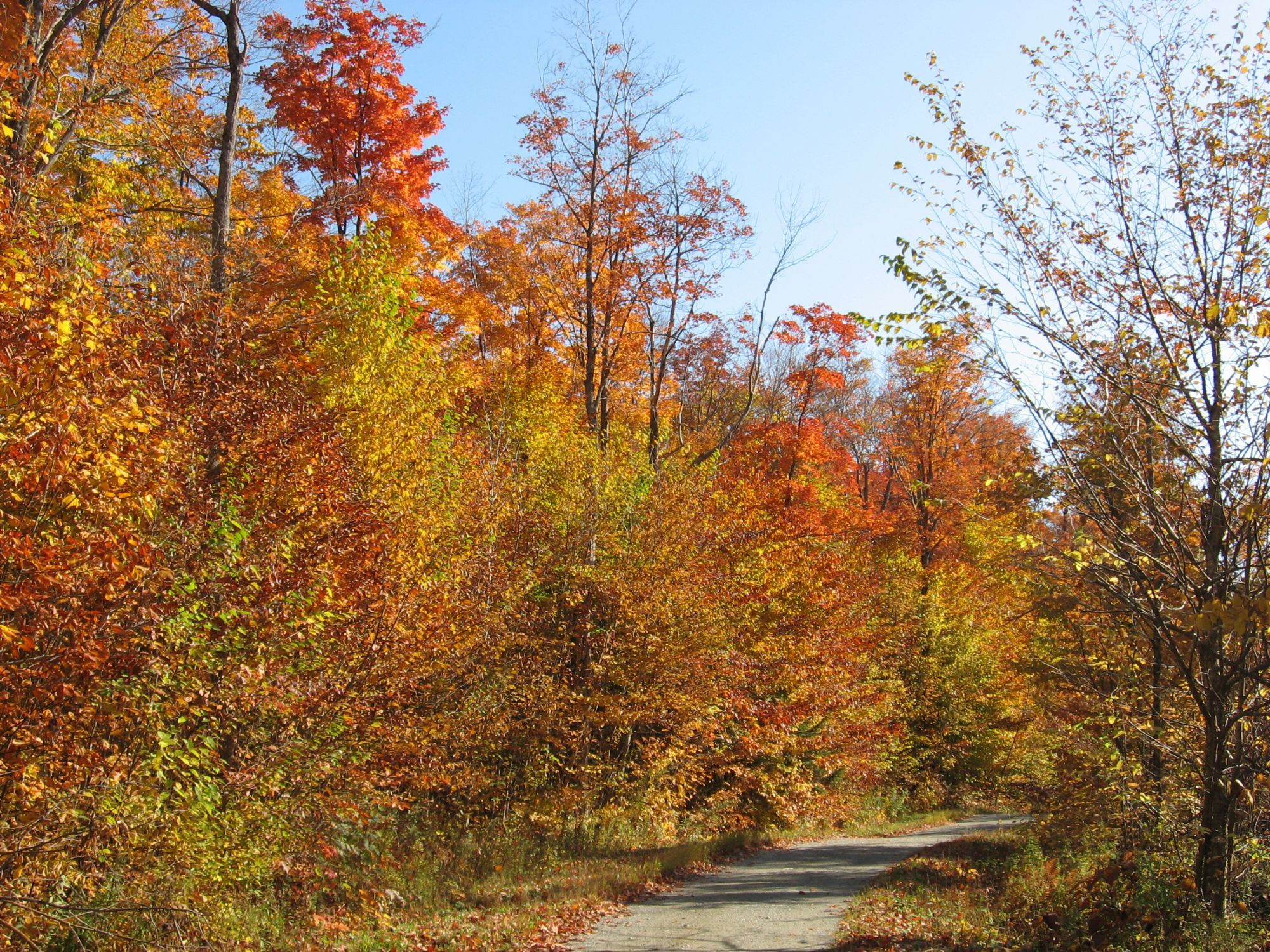 Sentier à l'automne. Les arbres sont de couleur orangé. Parc national du Mont-Orford (octobre 2008)