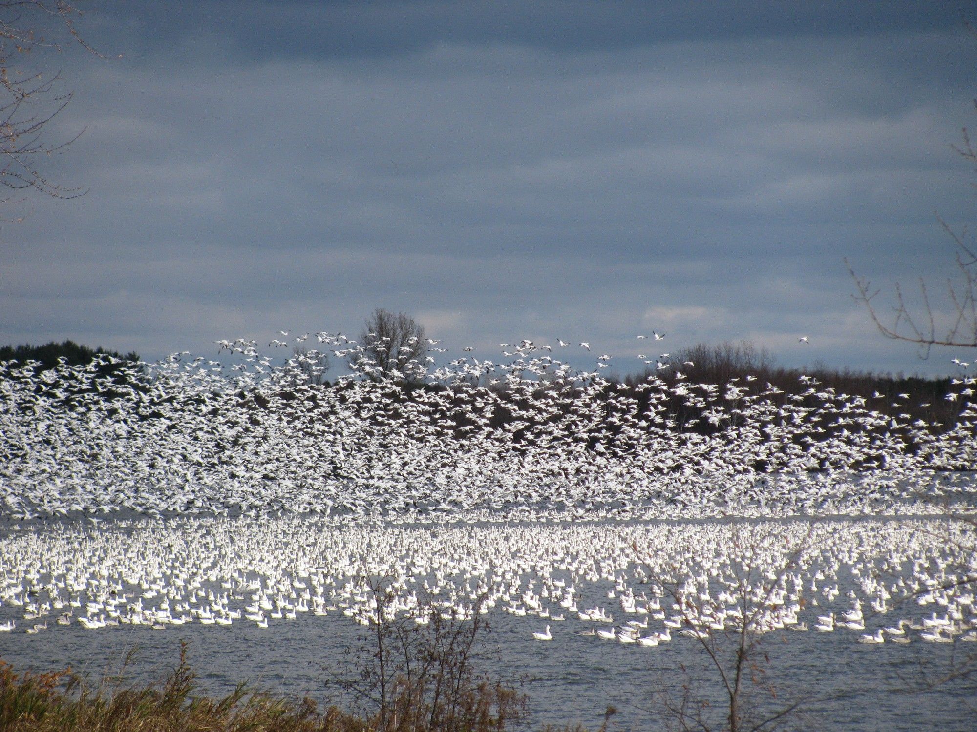 Envolée d'un grand nombre d'oiseaux au dessus d'un autre groupe d'oiseaux sur le lac. Le ciel est bleu foncé et nuageux. Site d'observation de la migration des Grandes Oies des neiges, Réservoir Beaudet, Victoriaville (octobre 2010)