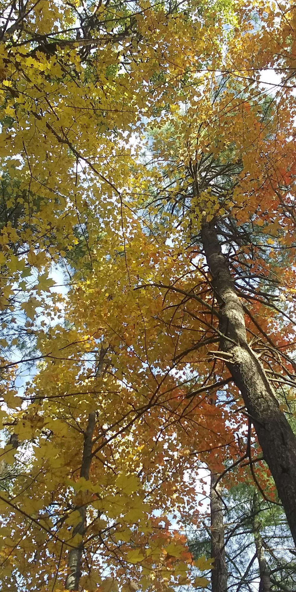 Arbres au feuillage d'automne rouge et jaune. Parc provincial Fitzroy (octobre 2024)