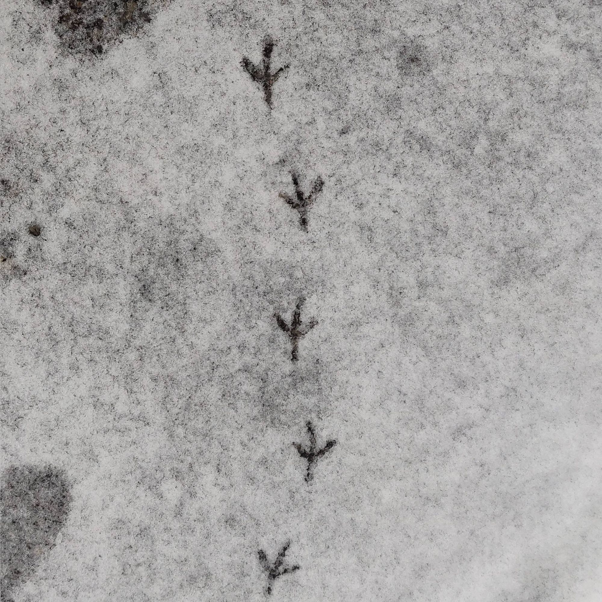 Pigeon footprints in the snow.