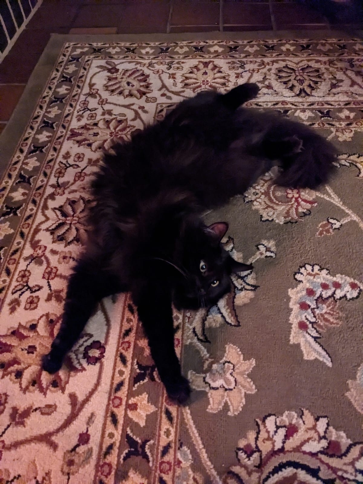 My black cat Agnes rolling around on the rug in front of the fireplace.