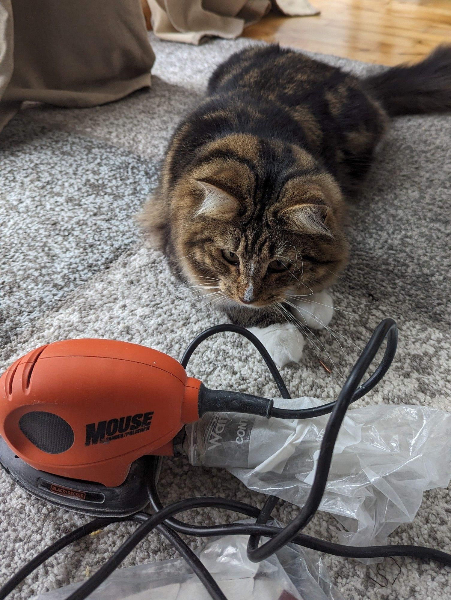 A photo of my tabby cat Eddie checking out an electric sander which is branded Mouse.