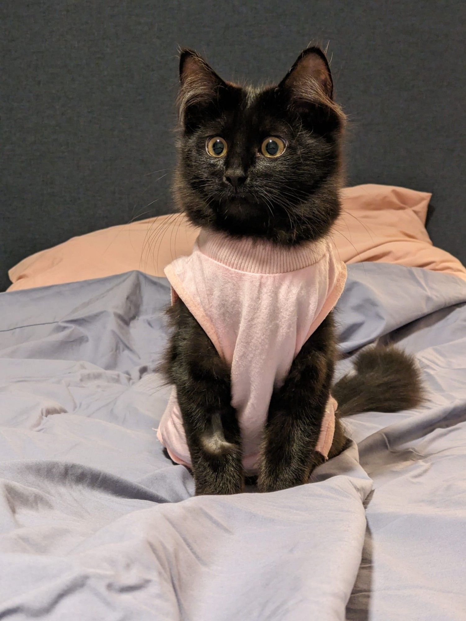 A photo of our black kitten Agnes, sitting upright on a bed and wearing a pink onesie.