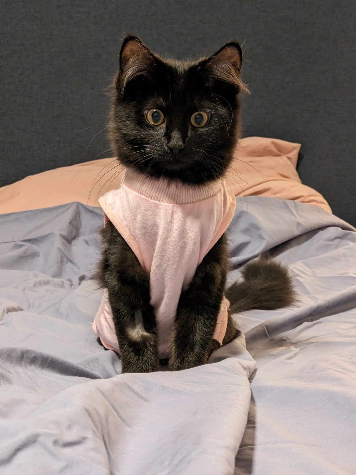 Another photo of our black kitten Agnes, sitting upright on a bed and wearing a pink onesie.