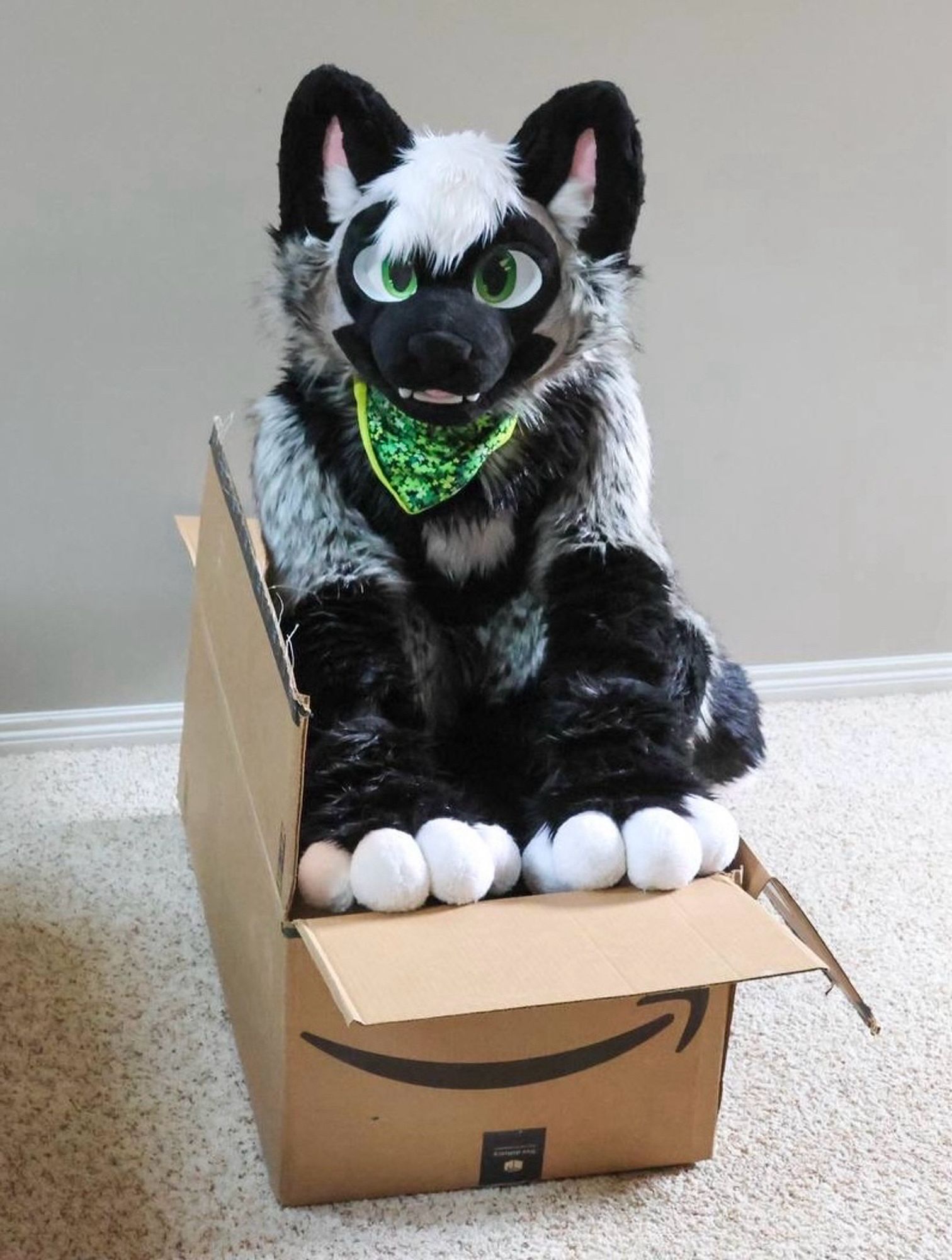 A silver fox fursuiter with a green bandana sitting in a large cardboard box.